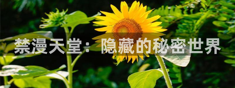 omofun正版：禁漫天堂：隐藏的秘密世界